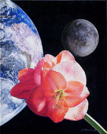 Amaryllis Moon Amarylis Moon